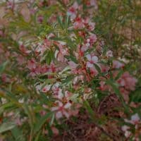 My lips, your lips - apocalypse ᥫ᭡ 