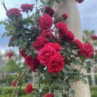 roses are red🌹ㅤ♡