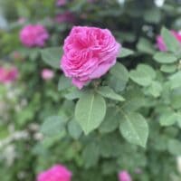 you are my most beautiful rose🩷