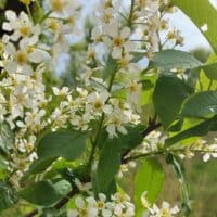 \~|~Майский вечер~|~/