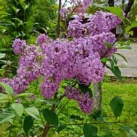 немного заезжанно, но без сирени никак не обойтись весной. 🪻