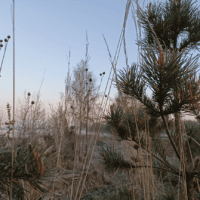 Хтонически-туманные предрассветные вайбы • я что, ради этого не спала?