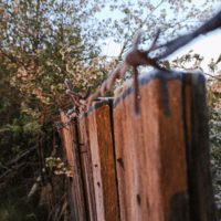 Заброшенные сады в лучах рассвета • я ободралась об эту колючую проволоку