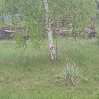 Белая берёзка за моим окн