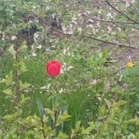 Просто одинокий тюльпан