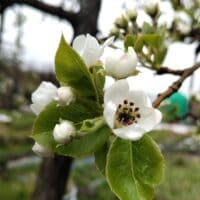 Под весенними дождями распускаются цветы ~