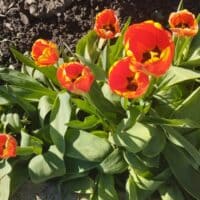 Тюльпаны в солнечное утро