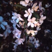 банный веник 