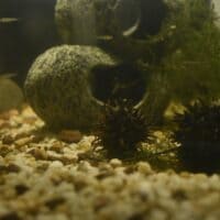 Дно (аквариума) 👀