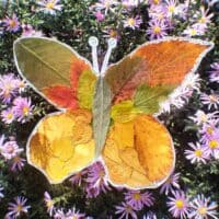 🦋 Бабочка ~