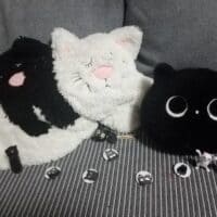 Чёрно-белые котики🐈