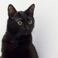 Черный кот, белая стена)