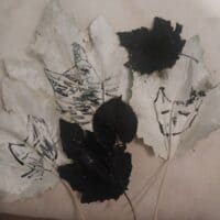 Кошачьи листочки 