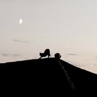 🐈🌙
