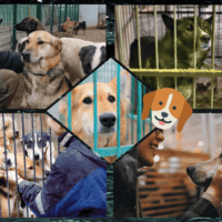 Волонтёрство, ведь собачки и кошечки тоже хотят любви(