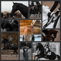 ~Конный спорт~