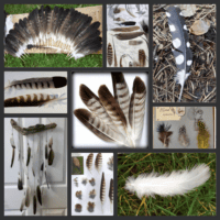 ~Коллекционирование перьев~