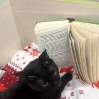 Кот и книга [Гарри Поттер и кубок огня]