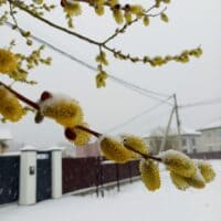 • царство зимы возвратилось в апреле~ "Королева-Весна" Птица-Гром