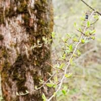 "Во дни минувшие бывало" (А. Толстой) (снова весна, но ее же много не бывает?)