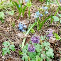 "Песня о цветах" (И. Северянин) Известно ли кому, что это за цветы? Сама не знаю