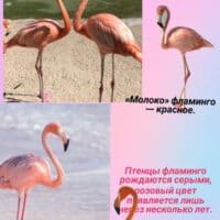 Фламинго💖