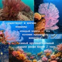 Коралловые рифы