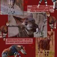 Окапи 🦓🦒