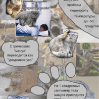 Манул, он же Палласов кот🐾