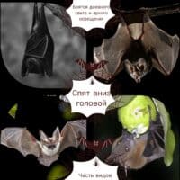 Летучая мышь подземелья