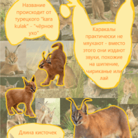 Каракал🐾