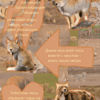 Животное, которое выглядит, как вы в понедельник утром - тибетская лиса