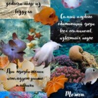 🐙 Осьминог Дамбо 🐚