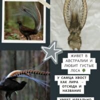 - представьте себе такую птицу, которая может повторить звук пианино.. 😳