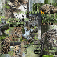 Дымчатый леопард, Clouded leopard☁️
