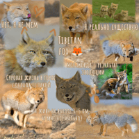 Тибетская лиса, Tibetan fox 🌫️