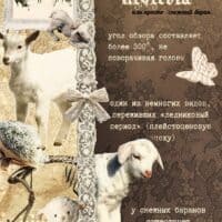 ☆ снежный баран 