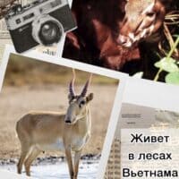 саола ☆