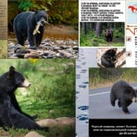 черный медведь, или барибал - самый мелкий медведь в Северной Америке.