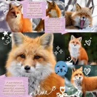 Fox 🤌