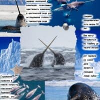 🐬«Нарвал»🐳Настоящий морской единорог.🐋 Самый загадочный зверь антарктиды.