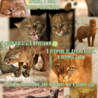 Jaguarundi, Ягуарунди, кошка, нарушающая все законы своего семейства🌳
