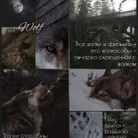 ⋅☽⋆ Wolf ⋆☾⋅