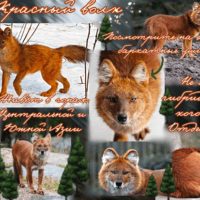 ★ Красный волк 🐺