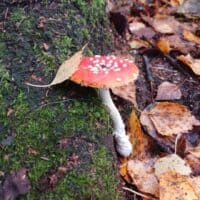 🍁Осенний мухомор 🍄