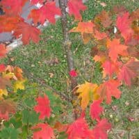 🍁 Осенняя пора 🍂