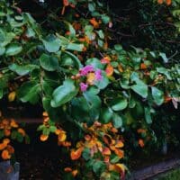 🌺 Цветок и осенние листья 🍂