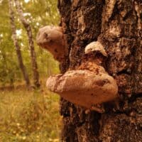 Грибы на дереве в осеннем лесу