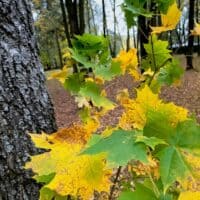 • основные цвета моей осени пока что – желтый и зеленый 💛💚×