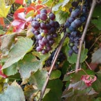 Осенний виноград 🍇 